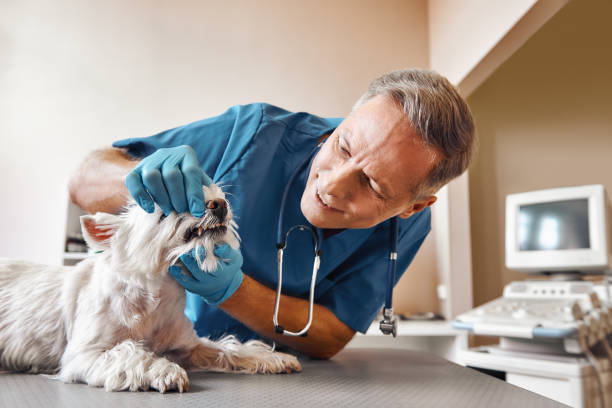 Best Emergency Root Canal Treatment in Greenville, IN